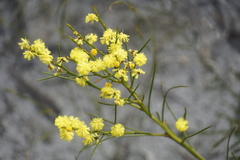 Acacia extensa