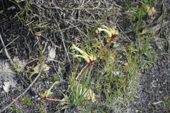 Anigozanthos bicolor decrescens