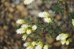 Grevillea pulchella