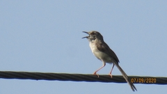 Prinia lepida