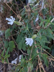 Silene latifolia