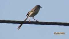 Prinia lepida
