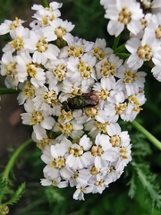 Achillea millefolium