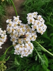 Achillea millefolium