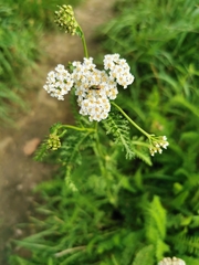 Achillea millefolium