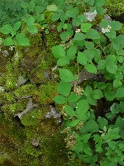 Rubus adenanthoides