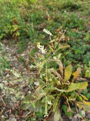 Melilotus albus