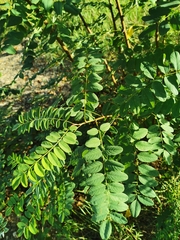 Robinia pseudoacacia