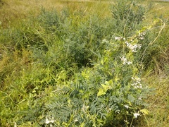 Sophora alopecuroides