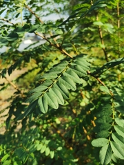 Robinia pseudoacacia