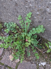 Sanguisorba minor