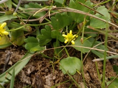 Halerpestes sarmentosa