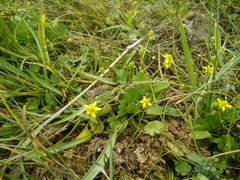 Halerpestes sarmentosa