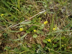 Halerpestes sarmentosa