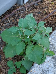 Solanum nigrum