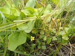 Halerpestes sarmentosa