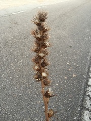 Ptilostemon casabonae