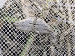 Orthonama vittata