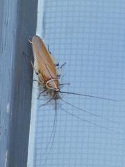 Ellipsidion