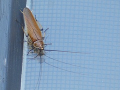 Ellipsidion