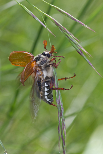Common Cockchafer