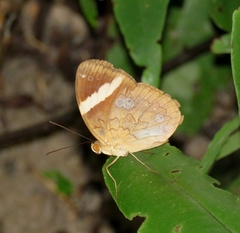 Xanthotaenia busiris