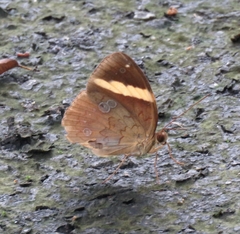 Xanthotaenia busiris