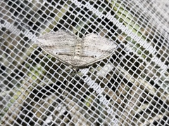 Costaconvexa polygrammata