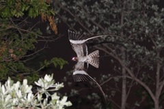 Caprimulgus vexillarius