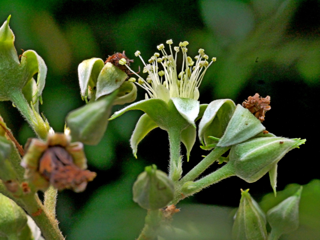 Rubus pyrifolius
