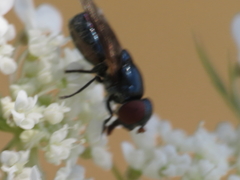 Chrysogaster