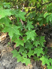 Acer laetum