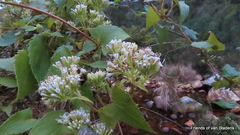 Mikania chenopodiifolia