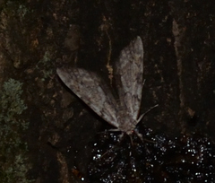Catocala insolabilis
