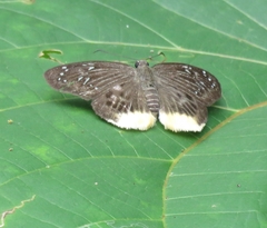 Mooreana trichoneura