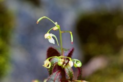 Impatiens radiata