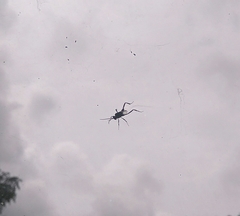 Evania appendigaster