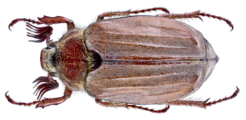 Chestnut cockchafer