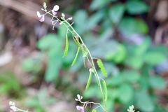Sohmaea laxiflora