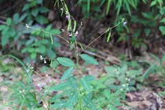 Sohmaea laxiflora