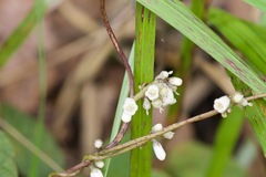 Cuscuta reflexa