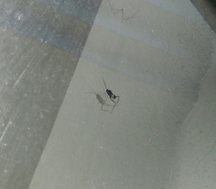 Evania appendigaster