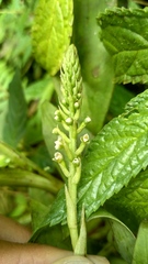 Goodyera procera