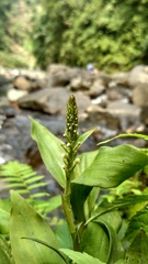 Goodyera procera