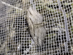 Costaconvexa polygrammata