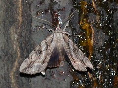 Catocala retecta