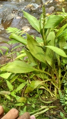 Goodyera procera