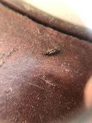 Hymenoptera