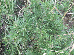 Rhamnus erythroxyloides