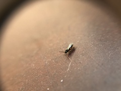 Hymenoptera